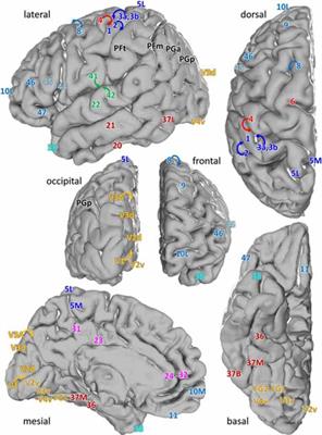 Multiple Transmitter Receptors in Regions and Layers of the Human Cerebral Cortex